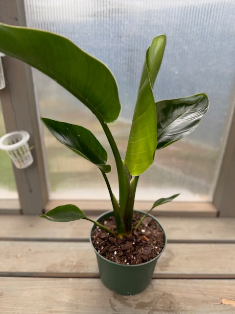 Bird of Paradise