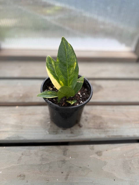 V. Anthurium Jenmanii