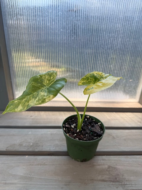 Alocasia Gageana Aurea