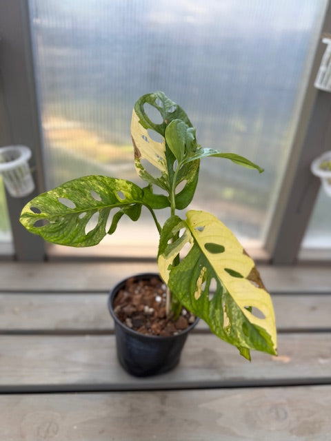 Monstera Adansonii Aurea