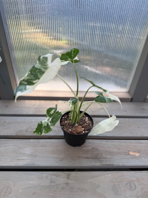Alocasia Odora Silver