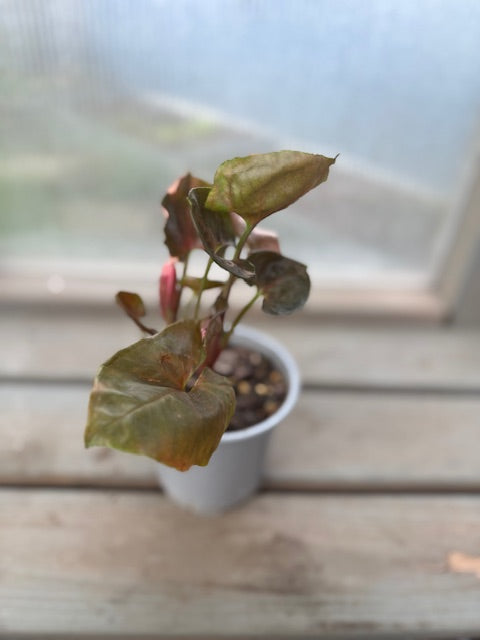 Syngonium Strawberry Ice Cream
