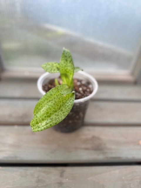 V. Resnova Humifusa