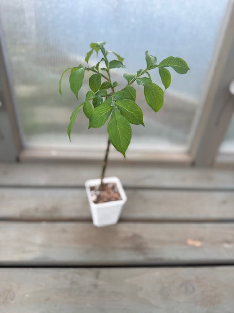 Voodoo Lily
