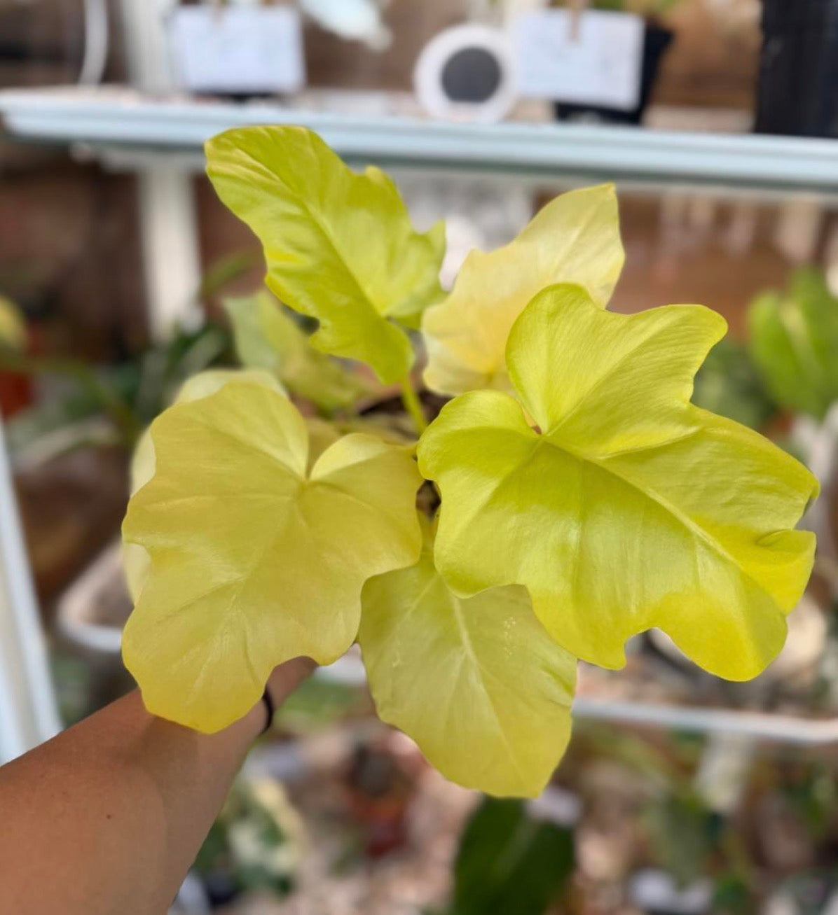 Philodendron Warscewiczii Aurea