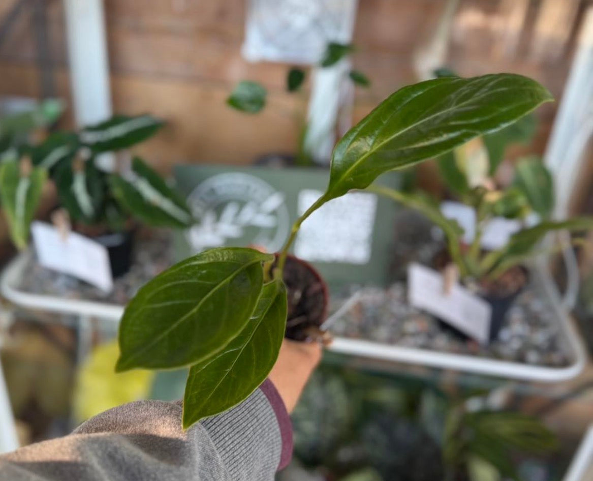 Anthurium Cobra