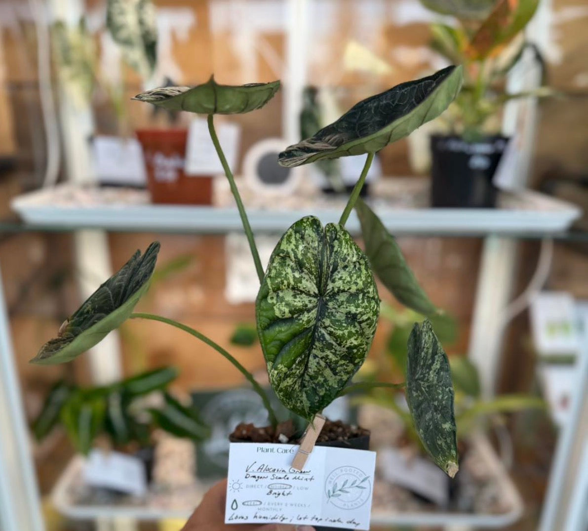 V. Alocasia Green Dragon Scale Mint