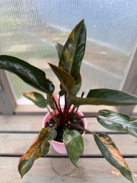 V. Red Congo Philodendron