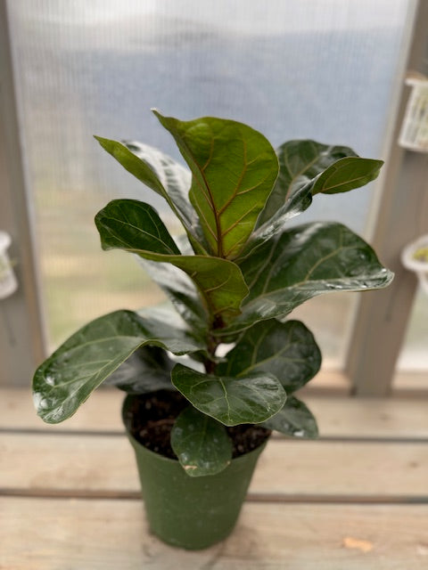 Fiddle Leaf Fig