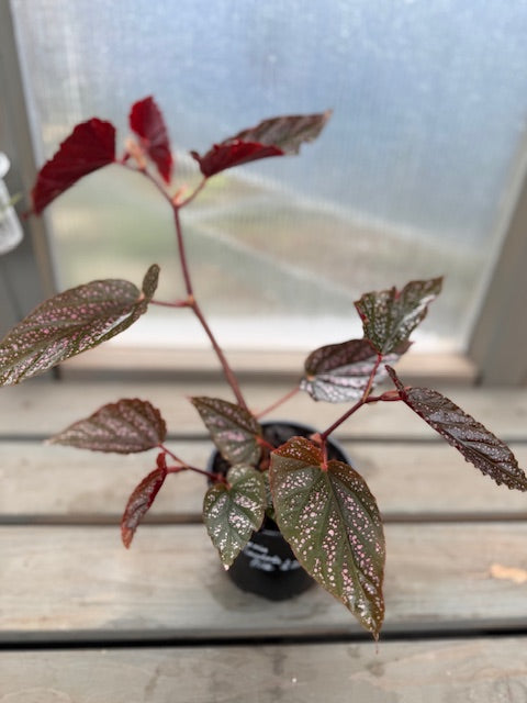 Begonia Maculata Pink