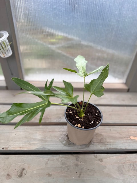 Anthurium Podophyllum
