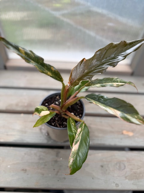 Philodendron Caramel Strawberry Marble