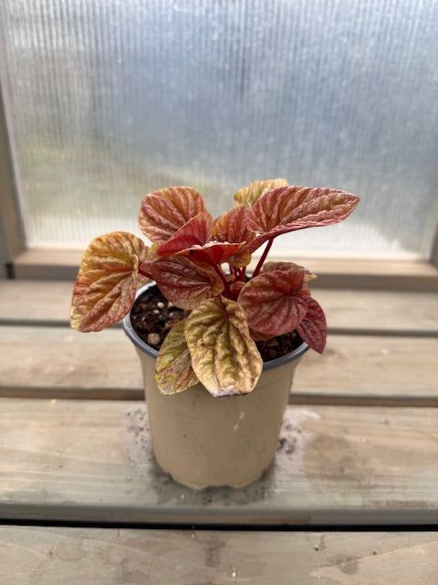 Peperomia Quito