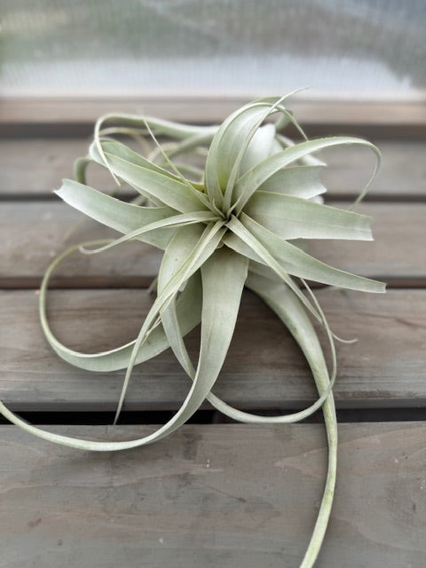 Jumbo Tillandsia Xerographica