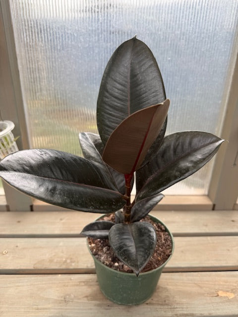 Ficus Burgundy