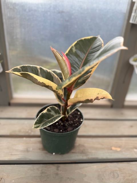 Ficus Tineke