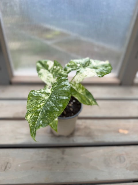 Alocasia Macro Camouflage