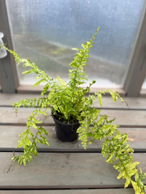 Tiger Stripe Fern