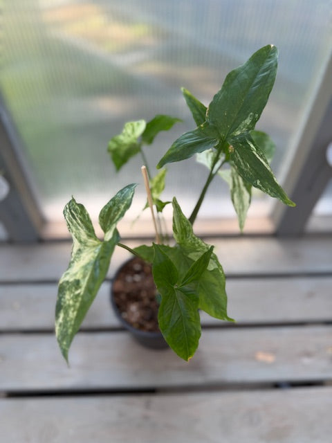 Syngonium Albo