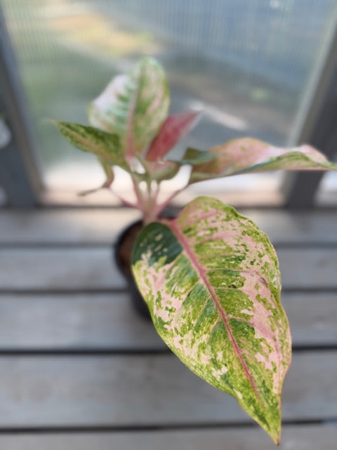 Aglaonema Prakaiphet