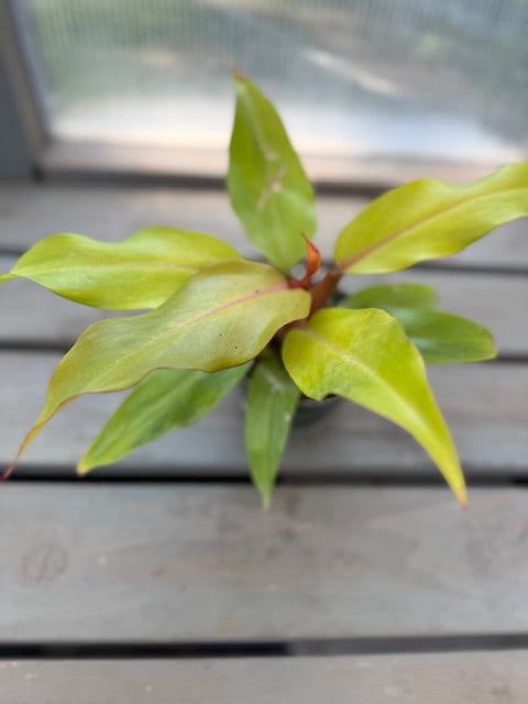 Philodendron Orange Marmalade