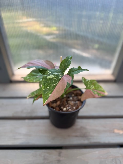 Syngonium Tricolor