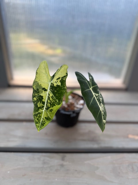 V. Alocasia Frydek