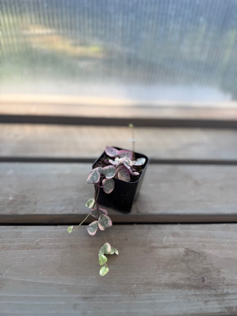 V. Pink String of Hearts