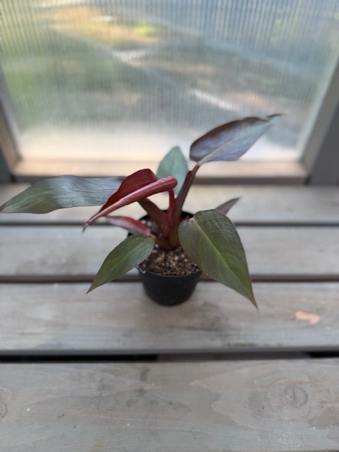 Philodendron Sun Red