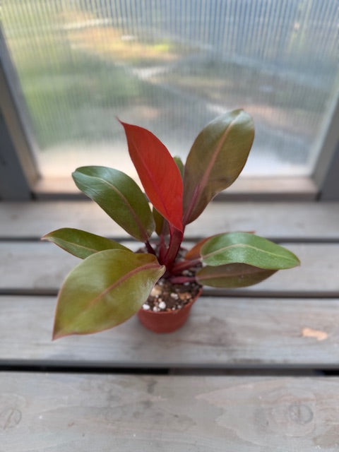 Philodendron Prince of Orange