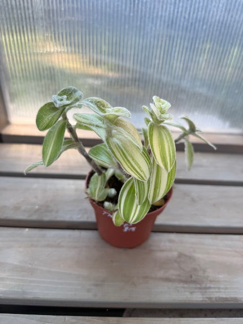 Tradescantia Velvet Stripe