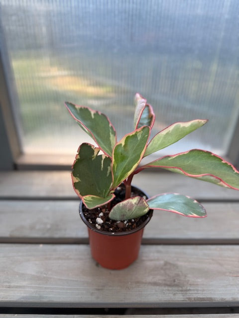 Peperomia Ginny