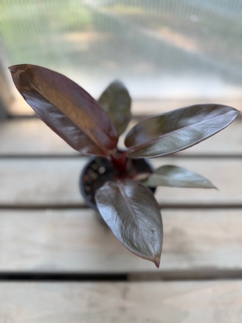 Black Cardinal Philodendron