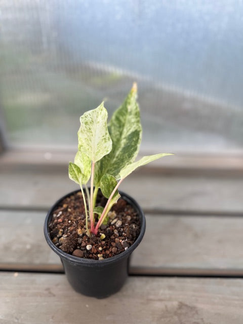 V. Anthurium Hookerii