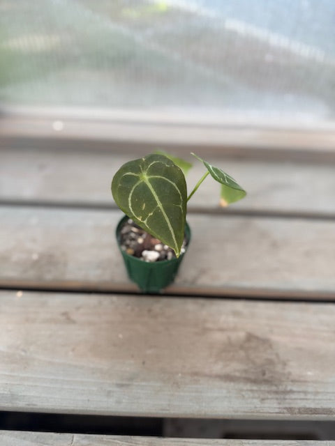 Anthurium Crystallinum