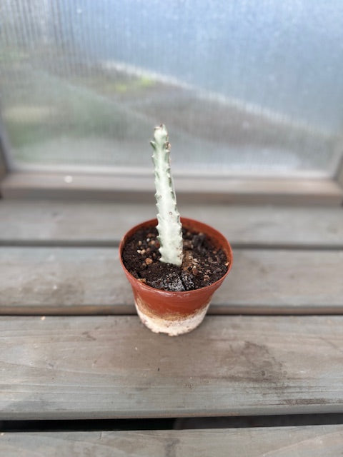 Euphorbia Ghost
