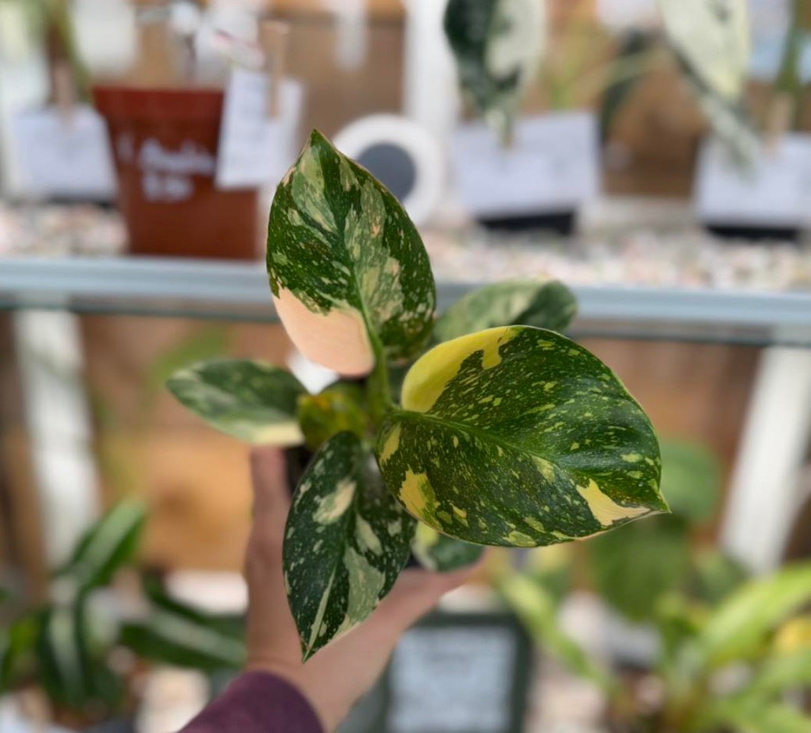 Philodendron Copper Flame