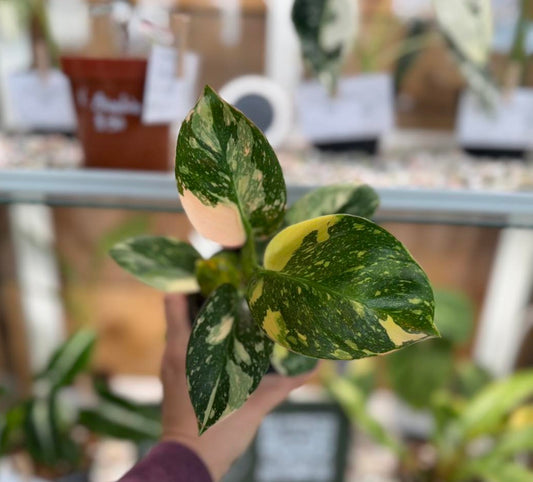 Philodendron Copper Flame