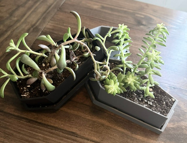 Spooky Terrarium Building